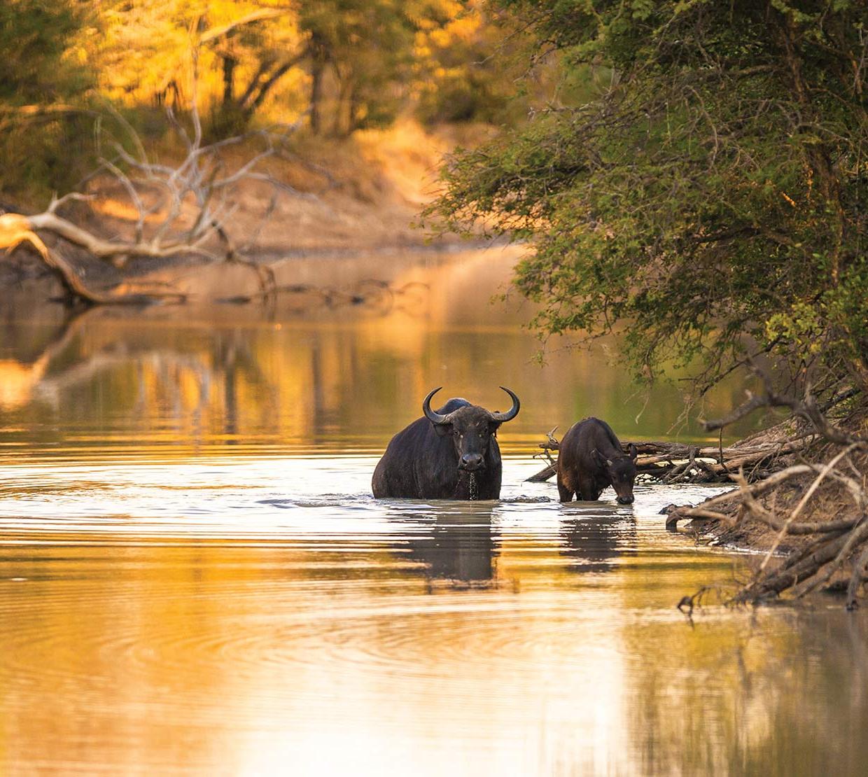 water buffalo drinking from a river