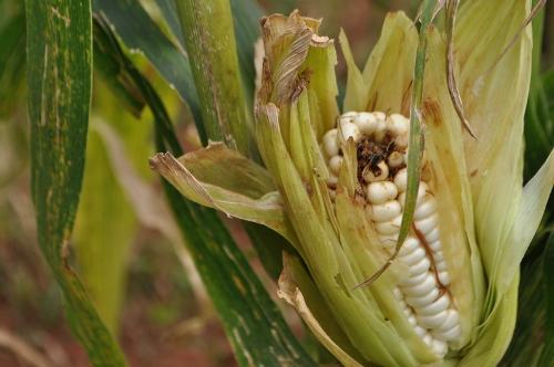 A maize plants with a virus.