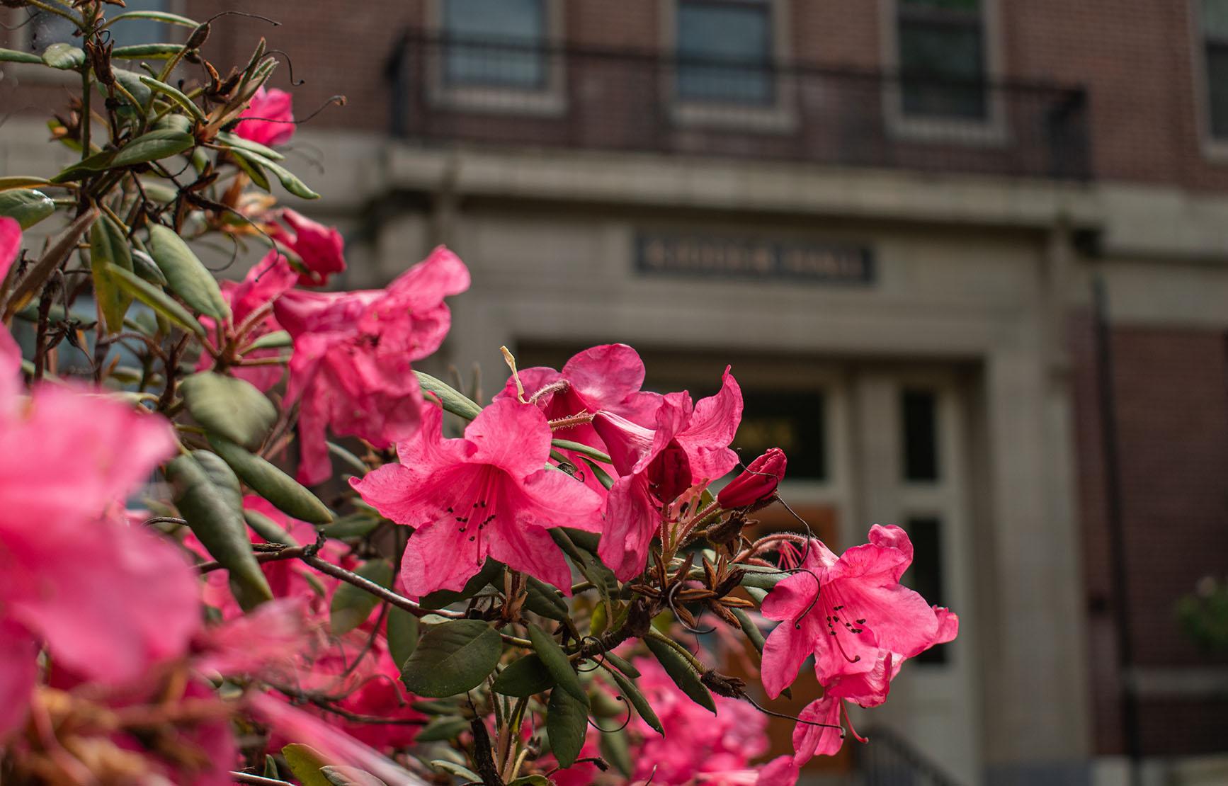 Pink flowers outside Kidder Hall