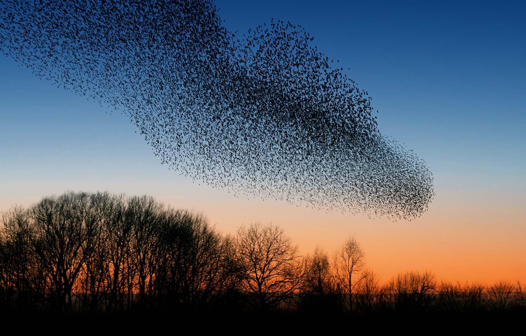 A flock of birds forms an interesting shape as it moves across an evening sky